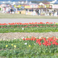 直方市の公園で咲き始めたチューリップの花壇の写真