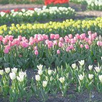 赤や白、ピンク、黄色に彩る段々に植えられたチューリップの花壇の写真