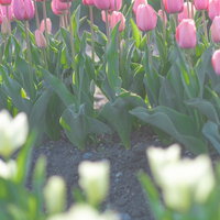 温かい光に照らされるピンク色のチューリップが咲く花壇の写真
