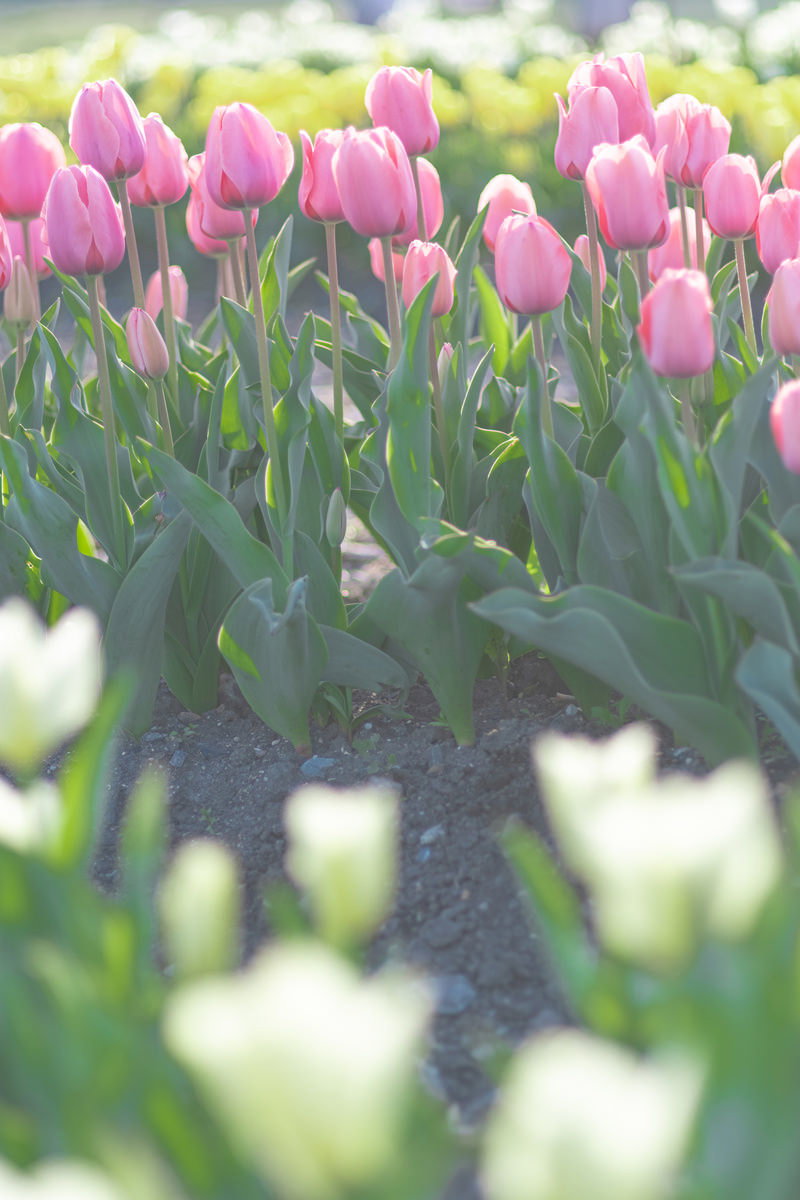 逆光に照らされて透ける満開のピンクのチューリップが咲く花壇