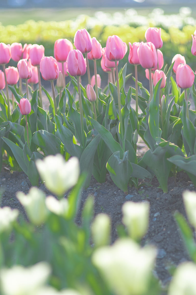 ピンク色のチューリップが花壇に並んで咲く春景色の写真素材 - フリー