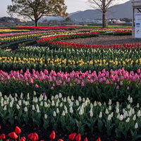 大きなクスノキと直方（のおがた）チューリップフェアの様子の写真