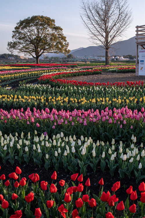 大きなクスノキと直方（のおがた）チューリップフェアの様子