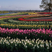 チューリップフェアの円形花壇に咲く色鮮やかなチューリップ群の写真