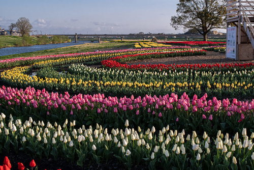 チューリップフェアの円形花壇に咲く色鮮やかなチューリップ群