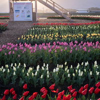 福知山の日の出に照らされた直方市のチューリップ花畑の写真