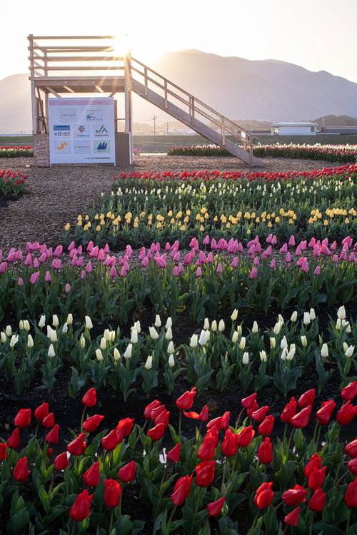 福知山の日の出に照らされた直方市のチューリップ花畑