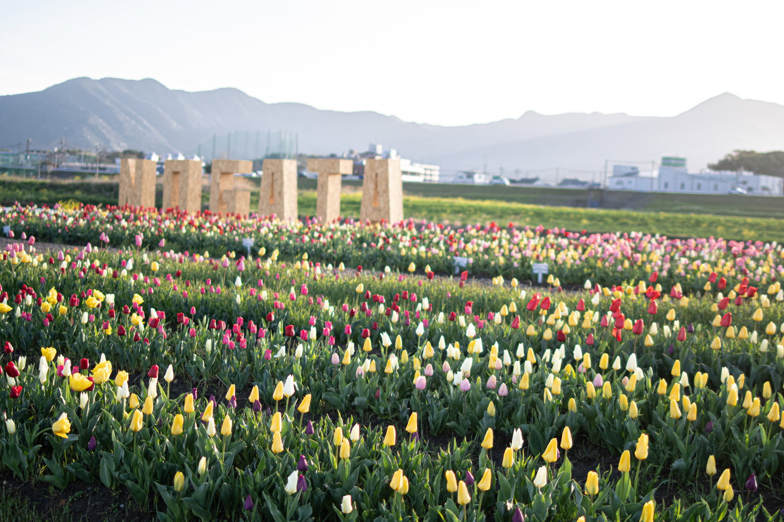 色とりどりのチューリップが咲く花壇の奥にNOGATAオブジェと山並みが見える春の風景