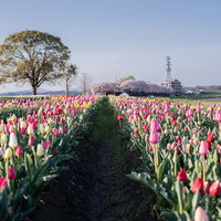 直方市のおがたチューリップフェアのストレート花壇の写真