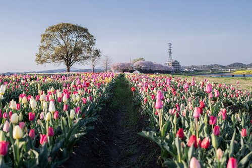 直方市のおがたチューリップフェアのストレート花壇