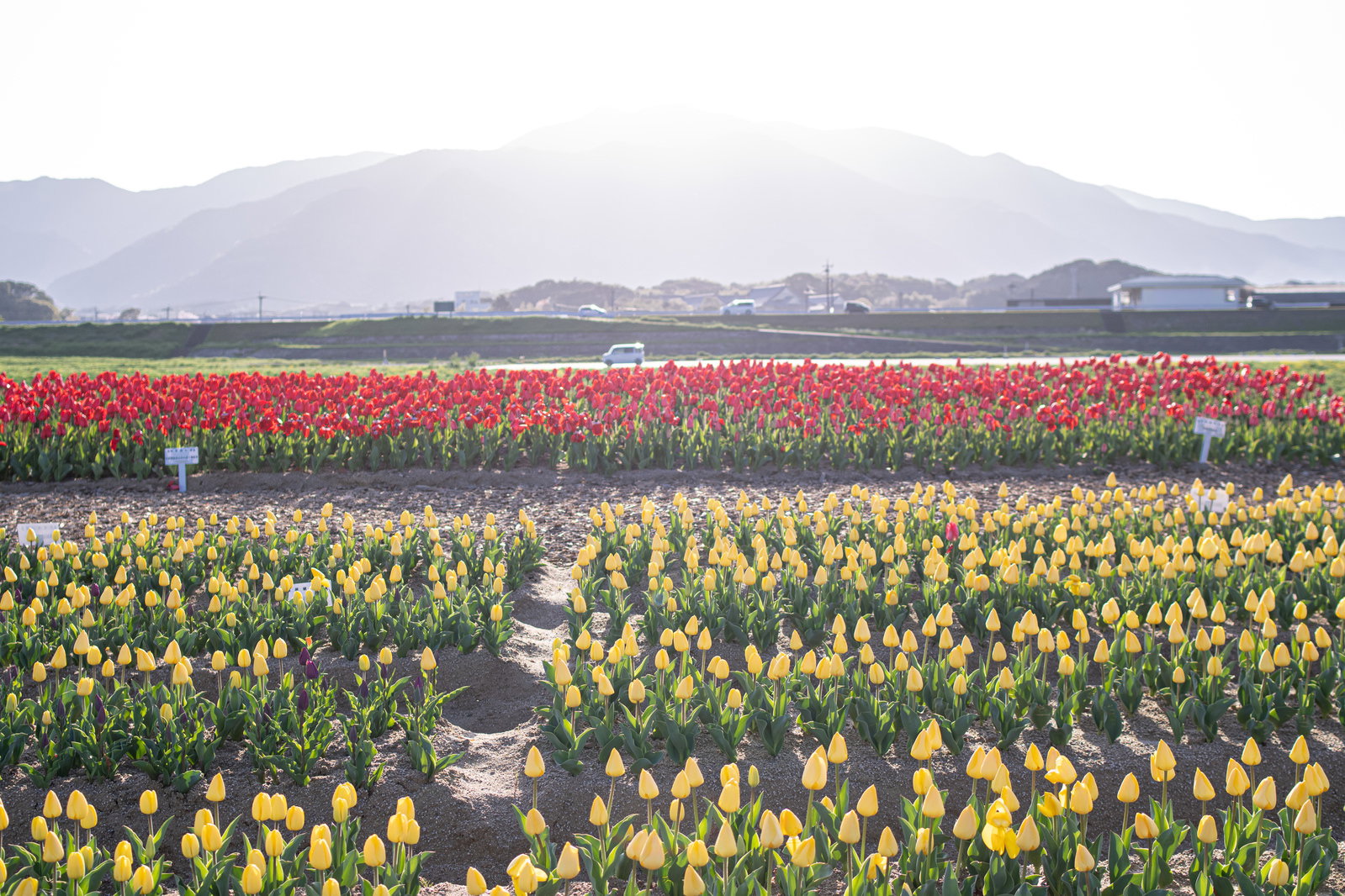 福知山を背景に赤と黄色のチューリップが満開に咲く花壇