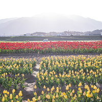 福知山を背に日を浴びて咲く赤と黄色のチューリップ花壇の写真