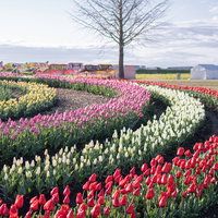 チューリップフェアの色とりどりの花畑と屋台の写真
