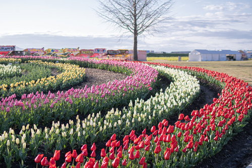 チューリップフェアの色とりどりの花畑と屋台