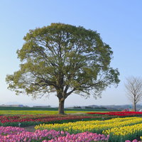 直方チューリップフェア2022と特徴的な大きなクスノキの写真