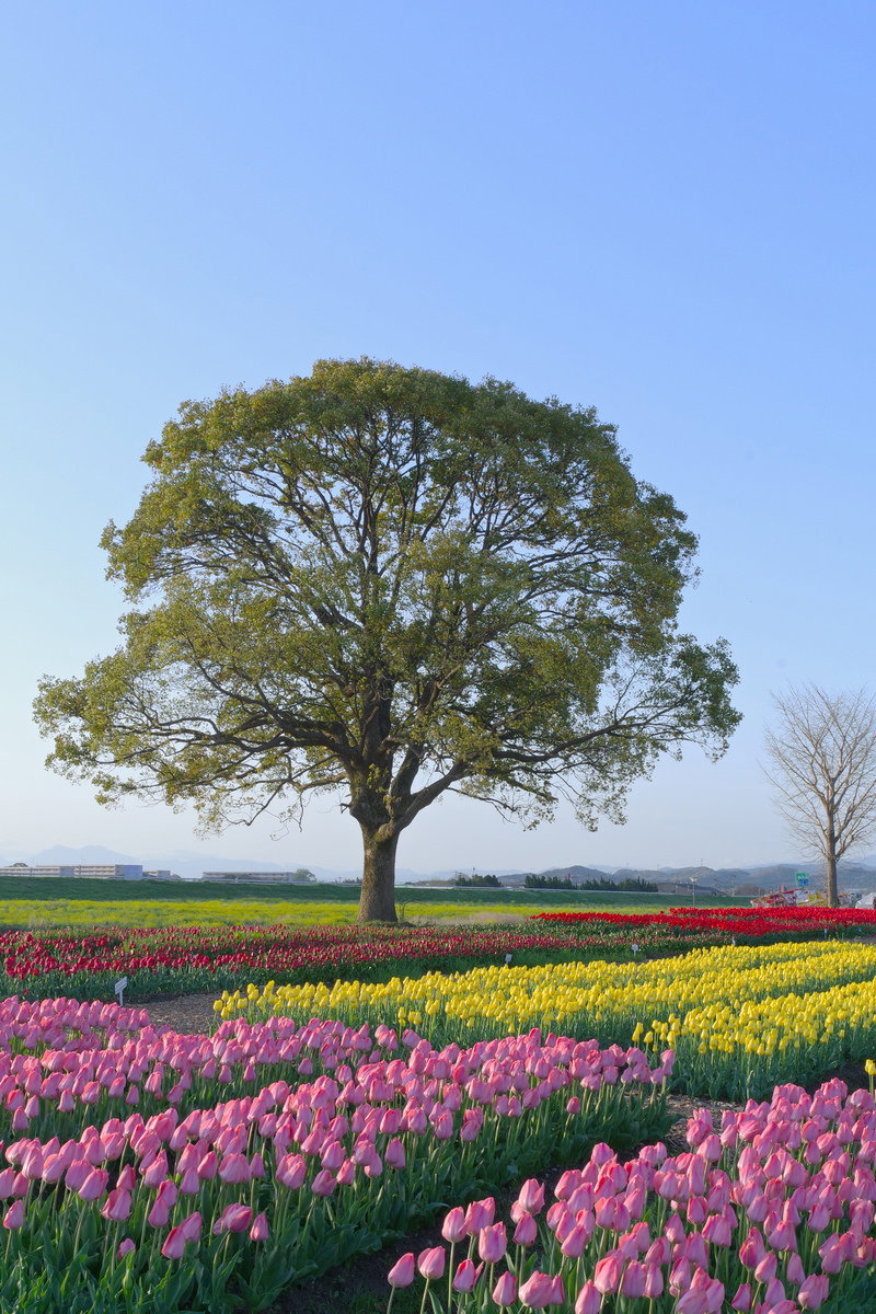 青空の下、ピンクと紫のチューリップが満開の花壇と大きなクスノキ