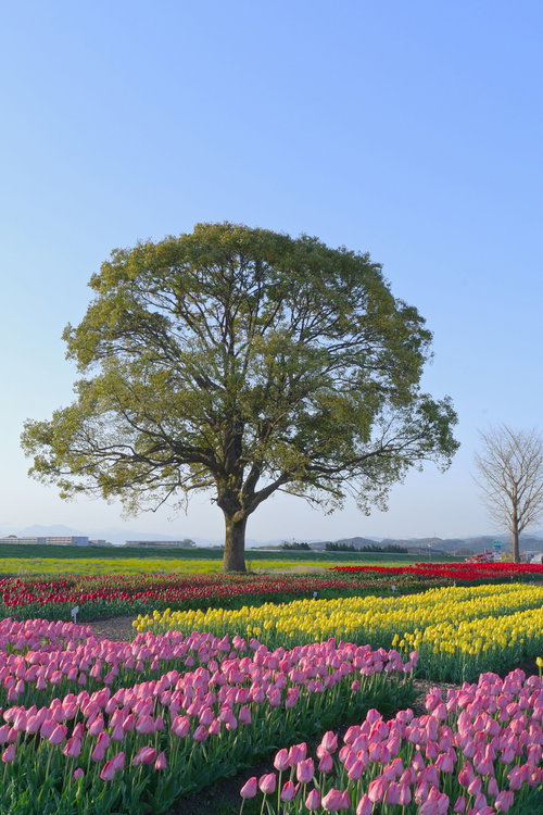 直方チューリップフェア2022と特徴的な大きなクスノキ