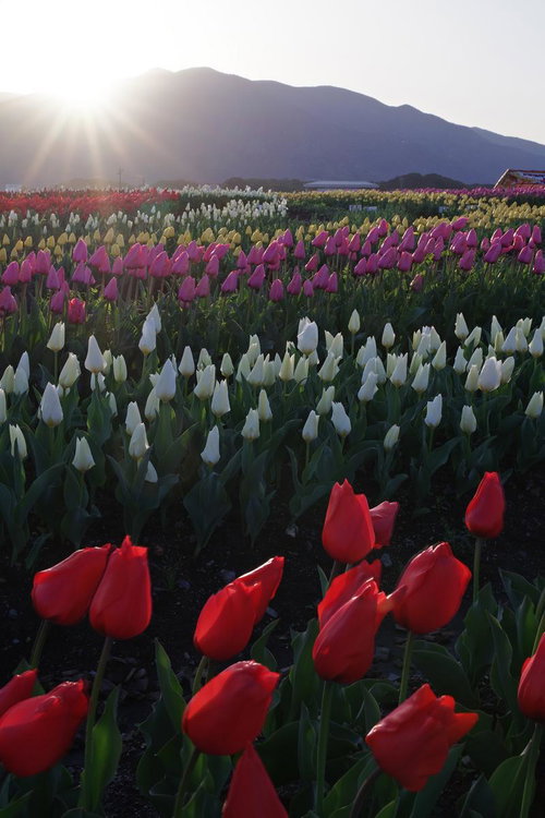 朝日を浴びるチューリップ畑と山並み