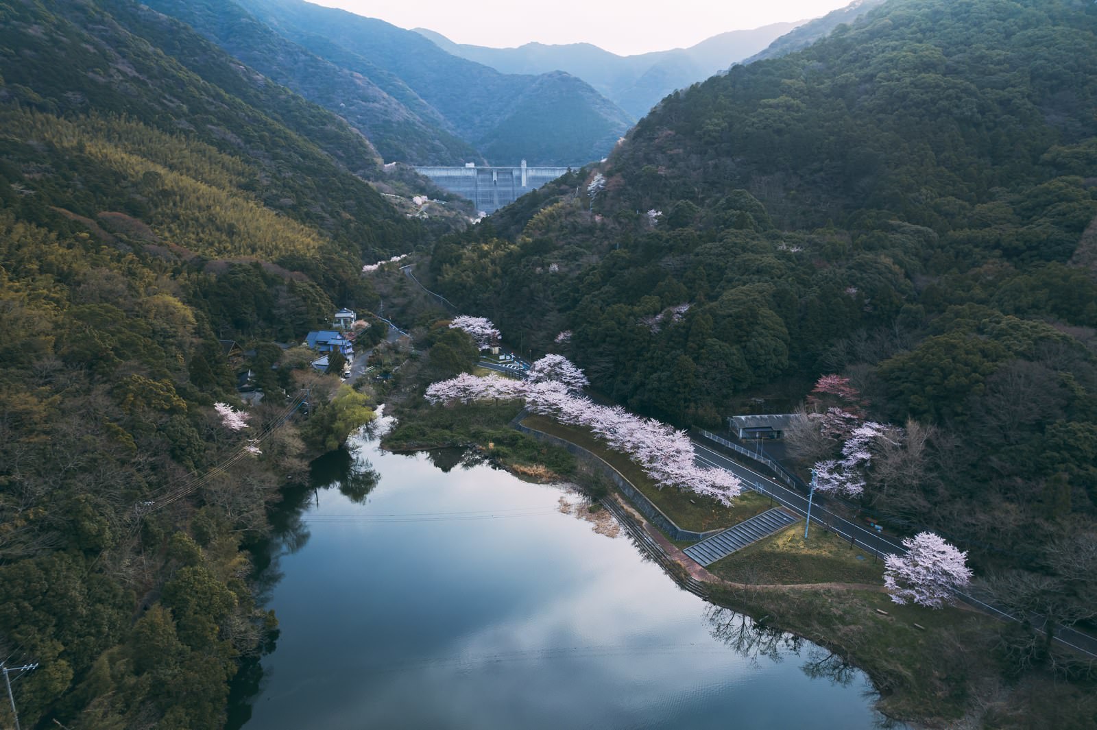 渓谷のダムに映る満開の桜の風景。白ピンク色の花が水面に反射している