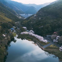 渓谷の内ヶ磯ダムに映る福智山池の桜と水鏡の写真