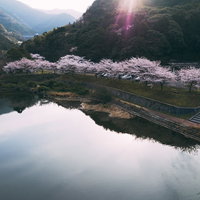 朝日と満開の桜が水面に映る内ヶ磯ダムの春景色の写真