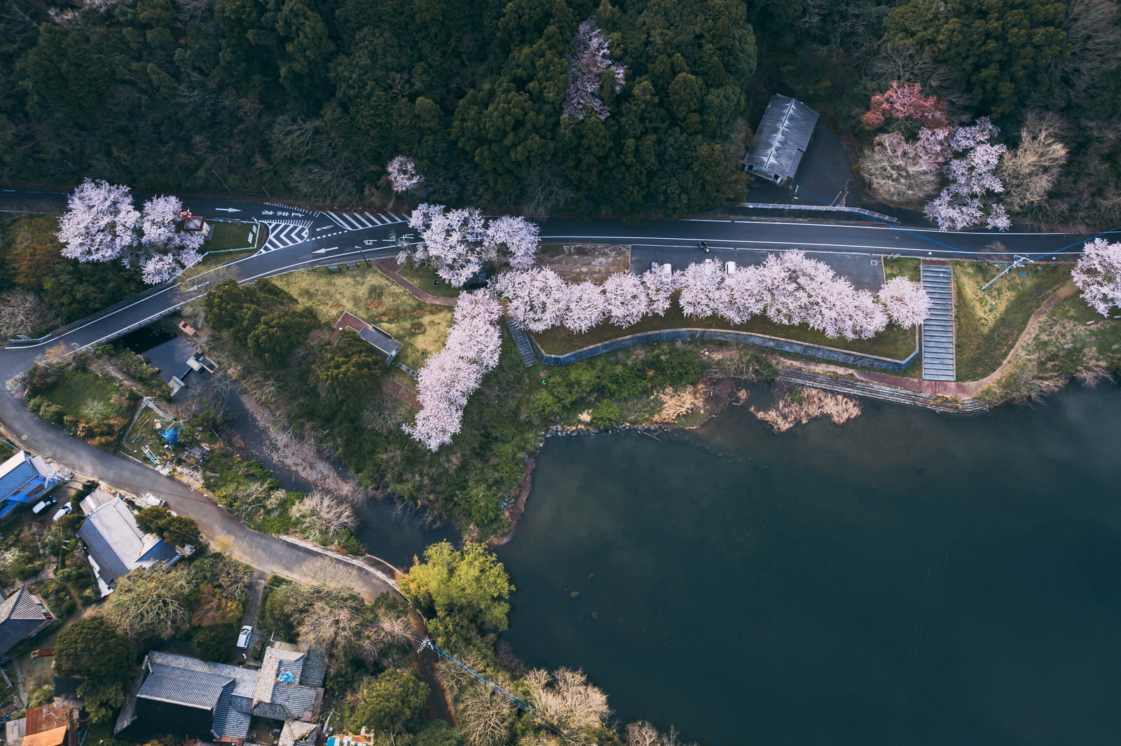 上空から撮影した内ヶ磯ダムの全景。満開の桜並木が湖畔を彩り、住宅地も見える