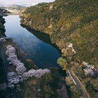 内ヶ磯ダムの水面に映る桜と渓谷、福智山池を望む春景色の写真
