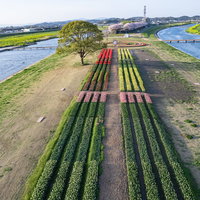 咲き始めのチューリップフェアを空撮で捉えた花畑の写真