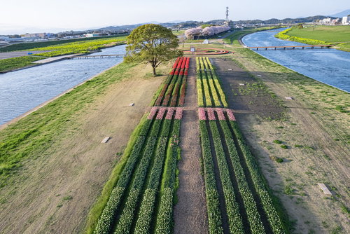 咲き始めのチューリップフェアを空撮で捉えた花畑