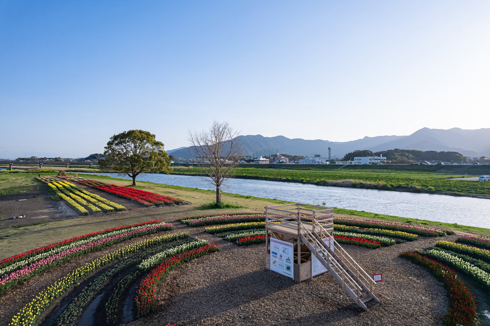 青空の下に広がるチューリップ畑と展望台