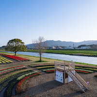 くもひとつない空とチューリップフェア2022の様子の写真