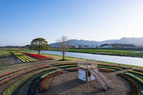 くもひとつない空とチューリップフェア2022の様子