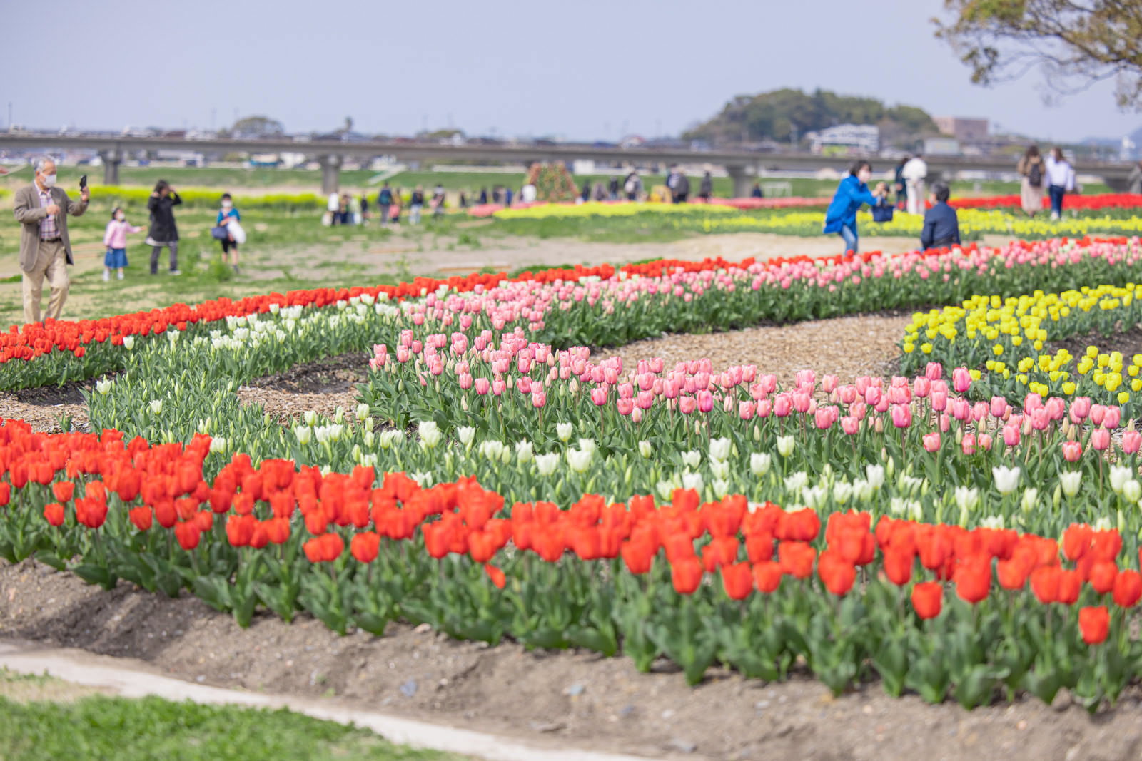 赤、ピンク、黄色、白のチューリップが帯状に植えられた花畑