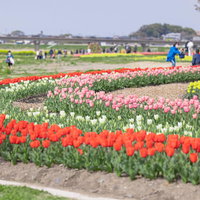 のおがたチューリップフェアを楽しむ人たちの写真