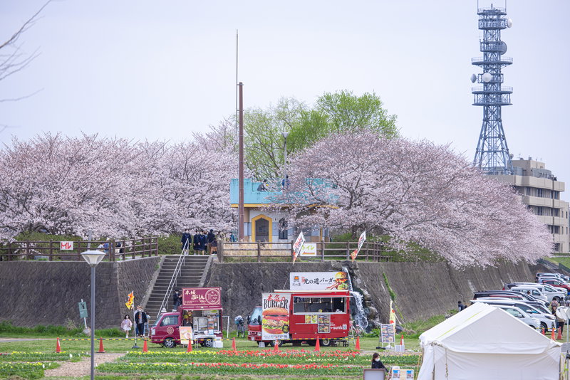 のおがたチューリップフェアの桜並木とキッチンカーの写真