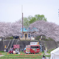 のおがたチューリップフェアの桜並木とキッチンカーの写真