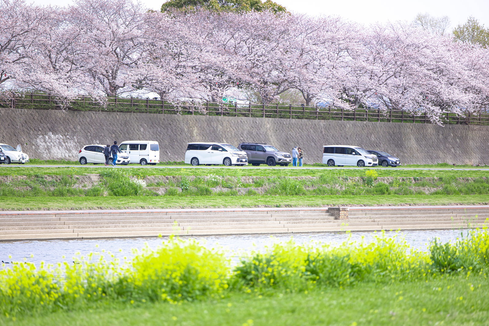 遠賀川河川敷で満開の桜並木と黄色い菜の花が同時に咲く春景色