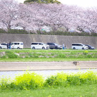 遠賀川河川敷で満開の桜並木と菜の花が同時に咲く春の風景の写真