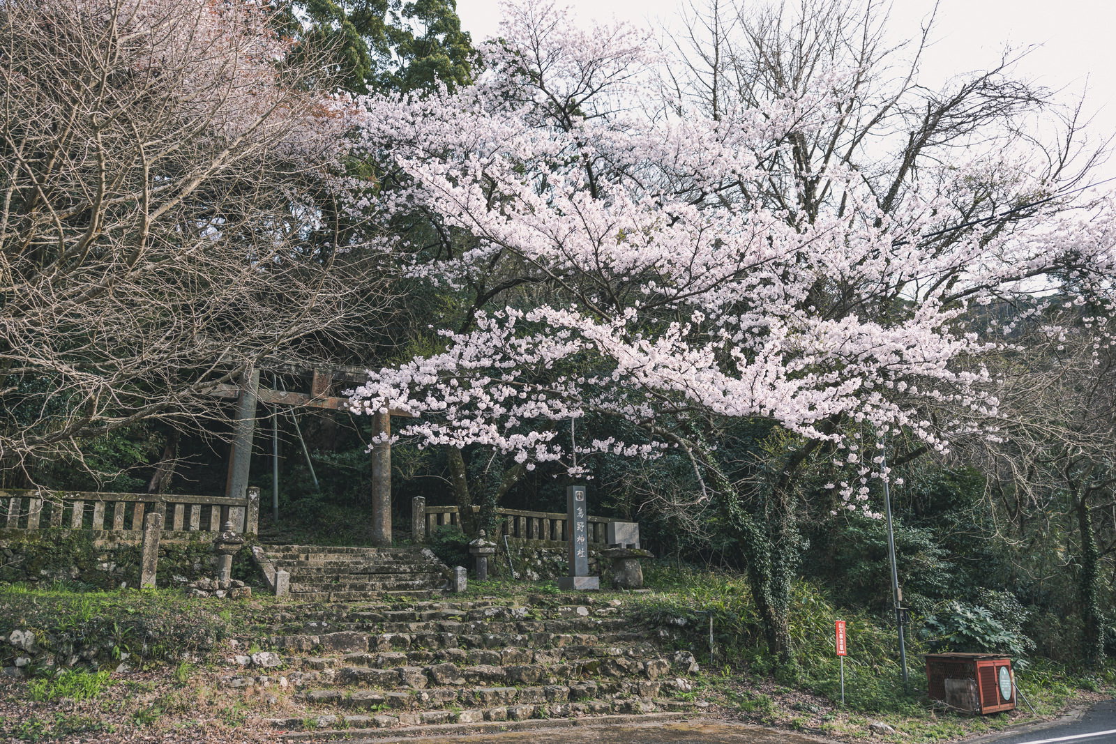 満開の桜に囲まれた鳥野神社の境内、石段と神社建物が見える春の風景