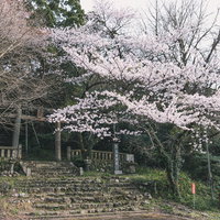 内ヶ磯ダムそばの鳥野神社の春の桜並木と参拝風景の写真