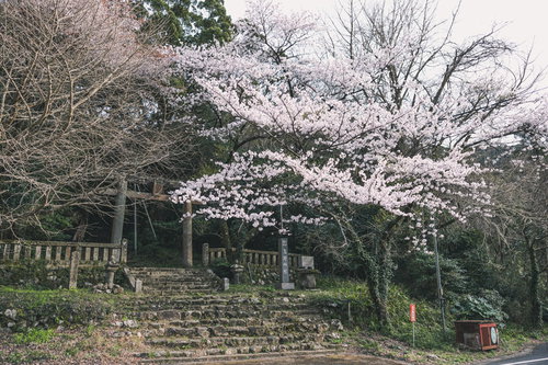 内ヶ磯ダムそばの鳥野神社の春の桜並木と参拝風景