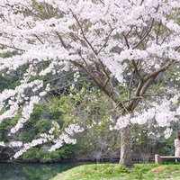 川沿いの満開の桜を見つめるベンチに座る女性の後ろ姿の写真