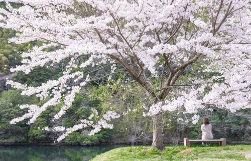 川沿いの満開の桜を見つめるベンチに座る女性の後ろ姿