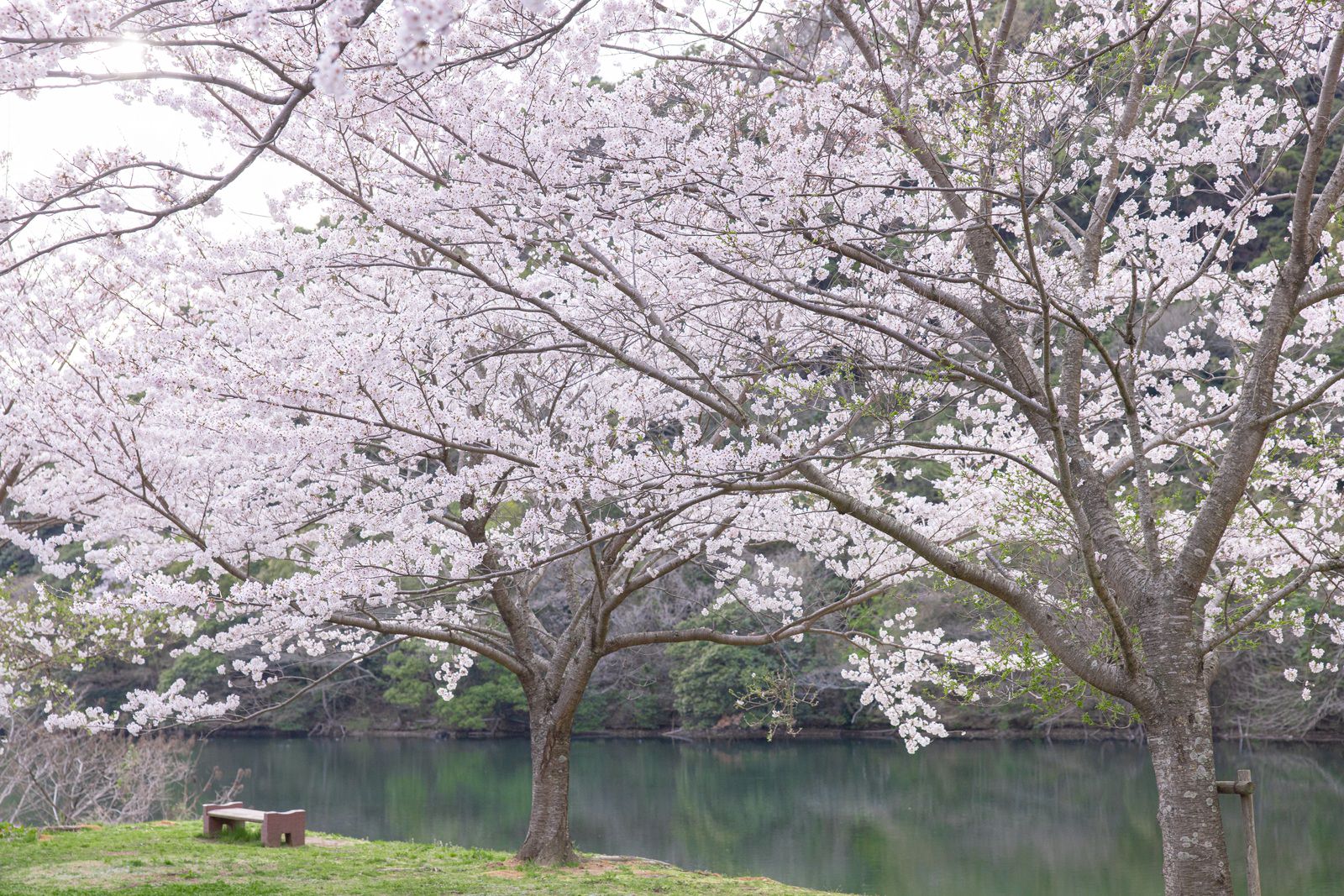 湖畔で満開に咲く桜の木とベンチ