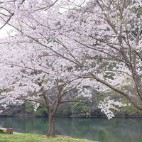 湖畔で満開に咲く桜とベンチの写真