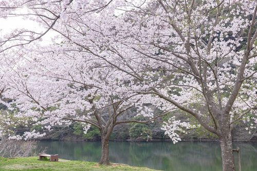 湖畔のベンチと満開の桜並木、春の新緑が映える風景