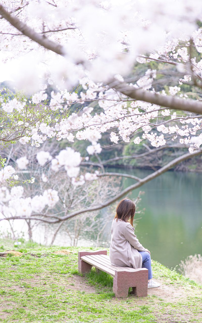 湖畔のベンチに座り、満開の桜を眺める女性の後ろ姿