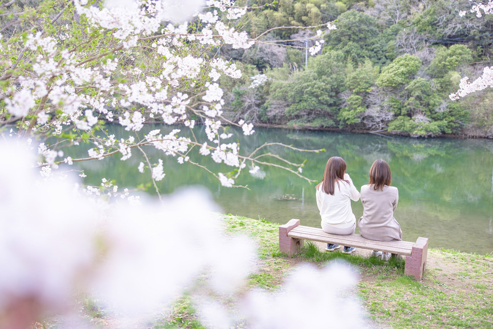 白い桜の花が咲き誇る湖畔でベンチに座る2人の女性の後ろ姿