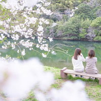 白い花を咲かせた桜の木の下、ベンチに腰掛ける女性達の後ろ姿の写真