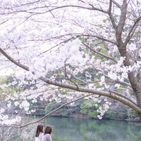 ベンチに座り満開の桜に包まれてお花見する女性二人の写真